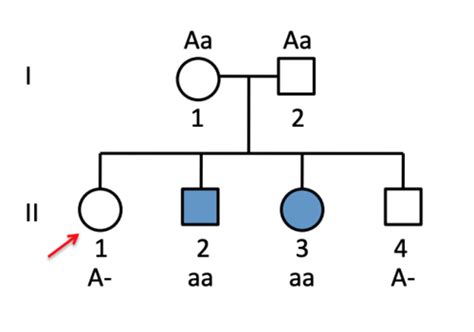 Genetics Clicker Questions Exam 2 Flashcards .